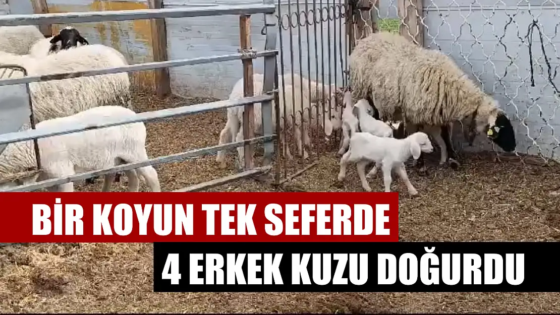 Bir koyun tek seferde 4 erkek kuzu doğurdu