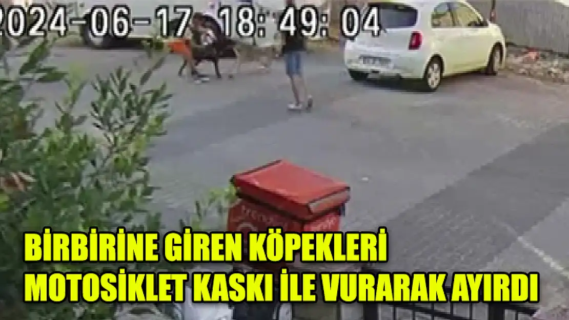 Birbirine Giren Köpekleri Motosiklet Kaskı İle Vurarak Ayırdı