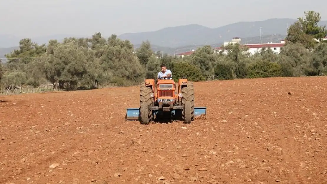 Bodrum Belediyesi Karakılçık Buğdayı ve Kanola tohumlarını toprakla buluşturdu