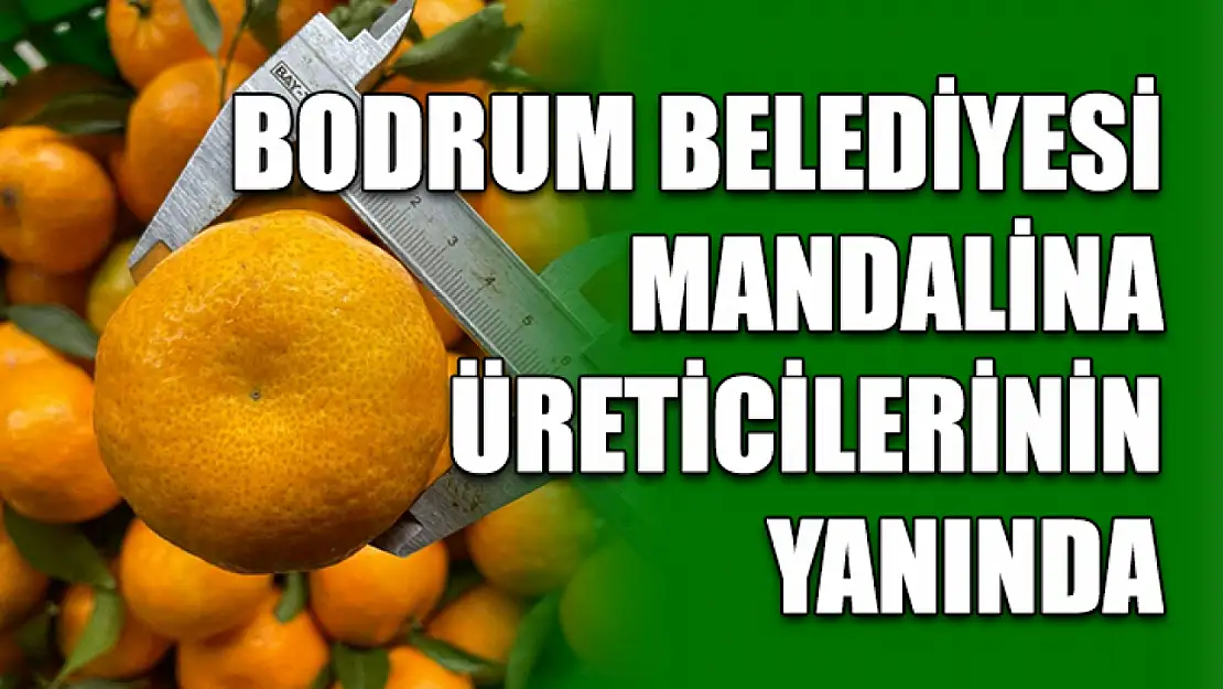 Bodrum Belediyesi mandalina üreticilerinin yanında