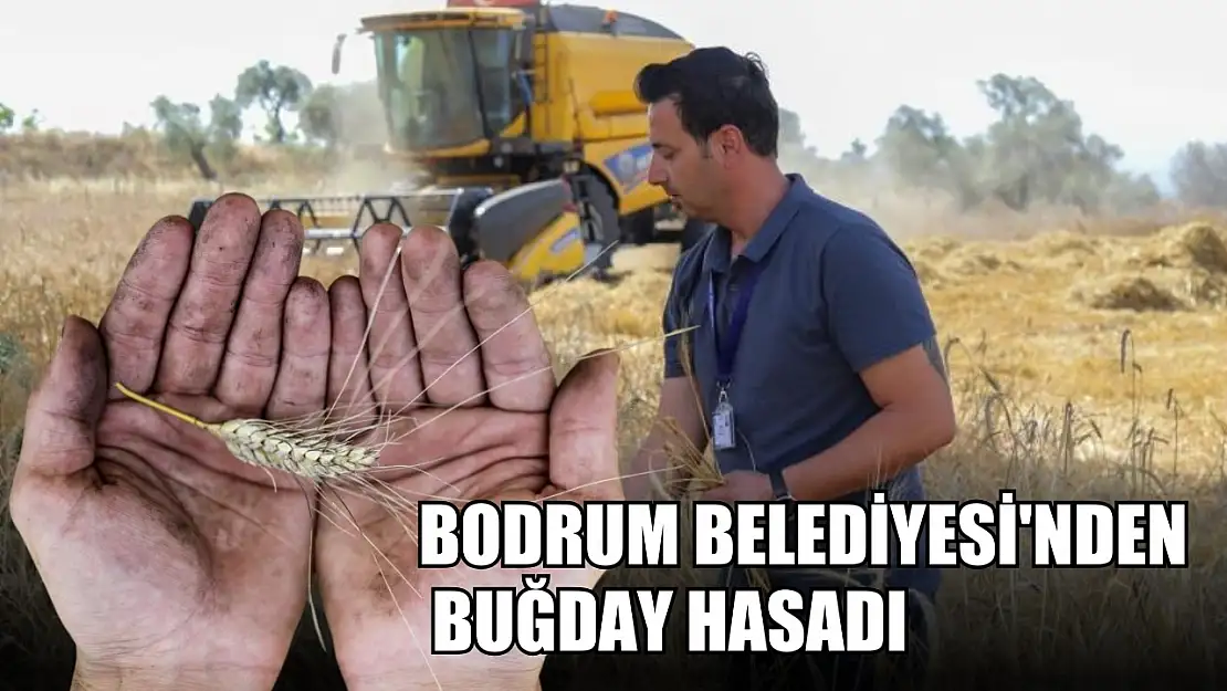 Bodrum Belediyesi'nden buğday hasadı