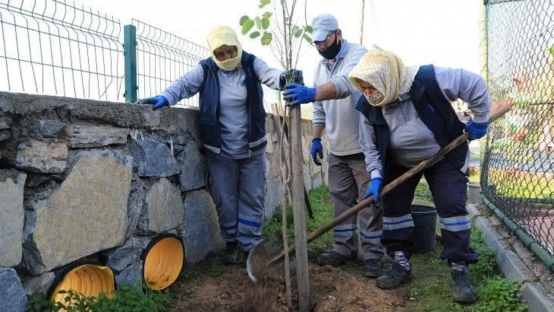 Bodrum Belediyesi'nden fidan ve ağaç dikimi