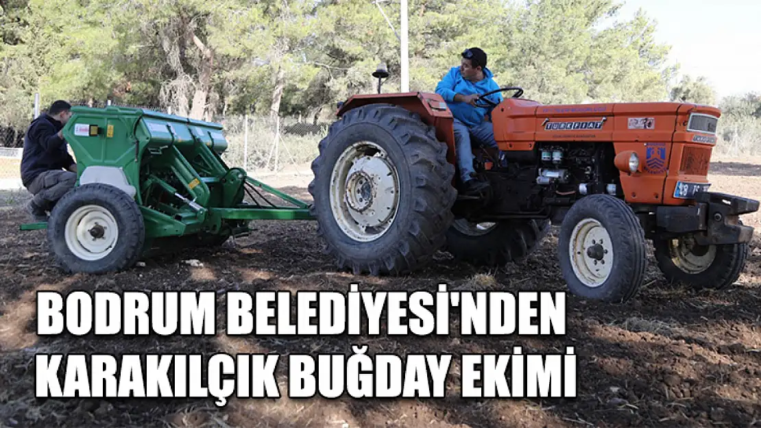 Bodrum Belediyesi'nden karakılçık buğday ekimi