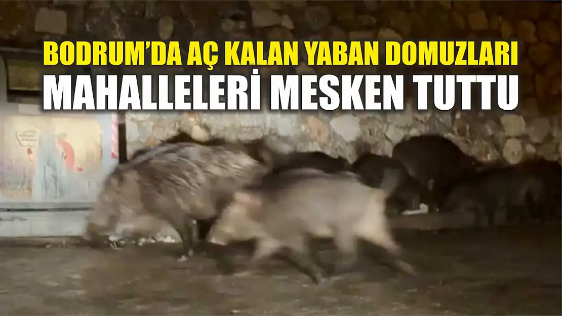 Bodrum'da aç kalan yaban domuzları mahalleleri mesken tuttu