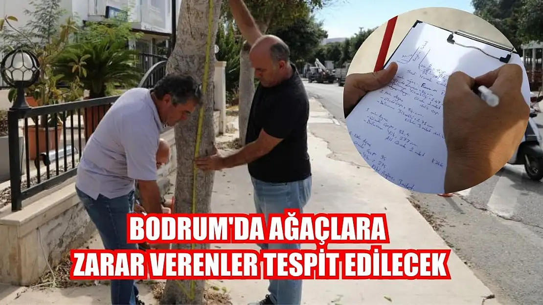 Bodrum'da ağaçlara zarar verenler tespit edilecek