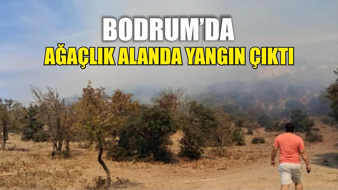 Bodrum'da ağaçlık alanda yangın çıktı