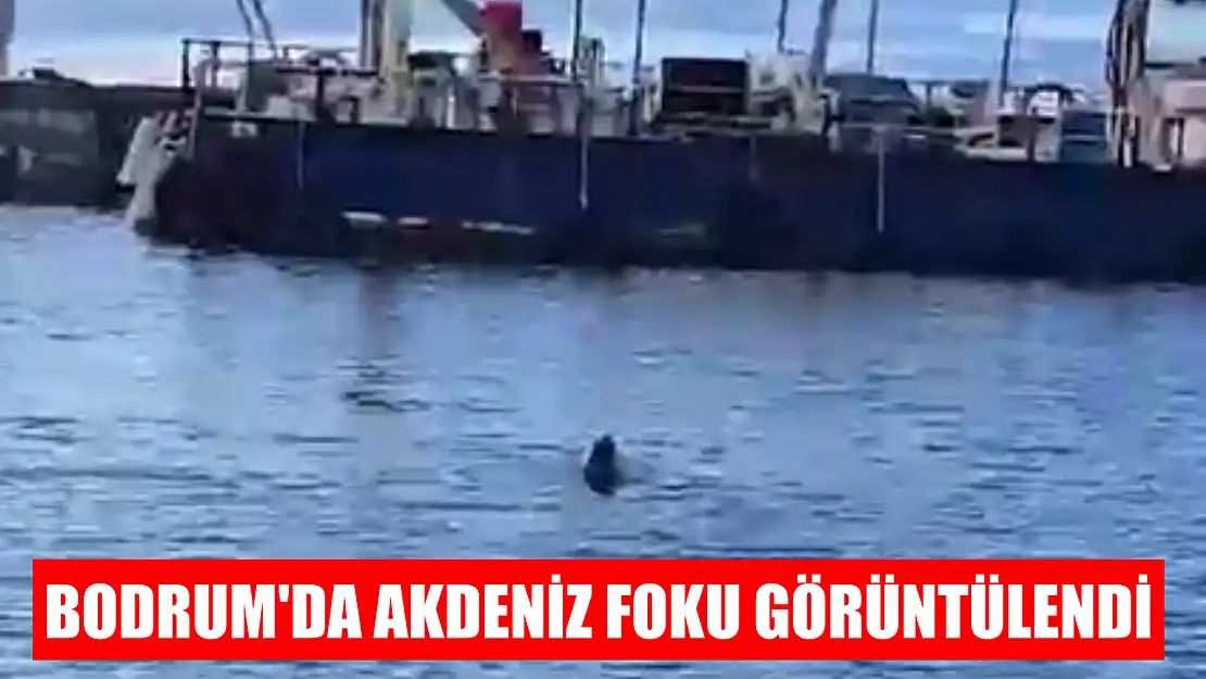 Bodrum'da Akdeniz foku görüntülendi