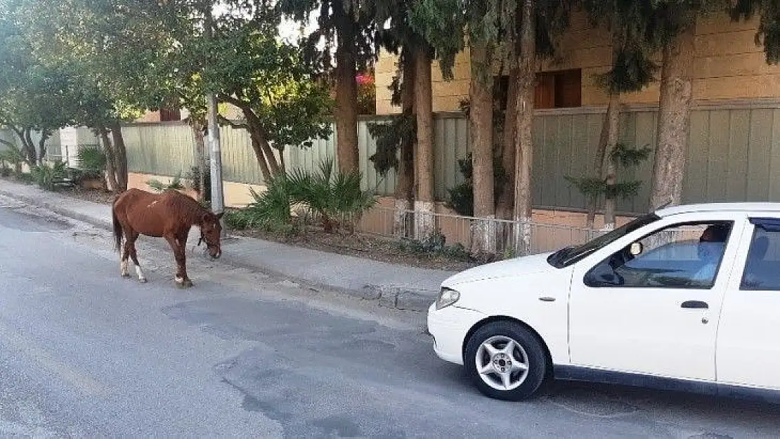 Bodrum'da başıboş at trafiği birbirine kattı