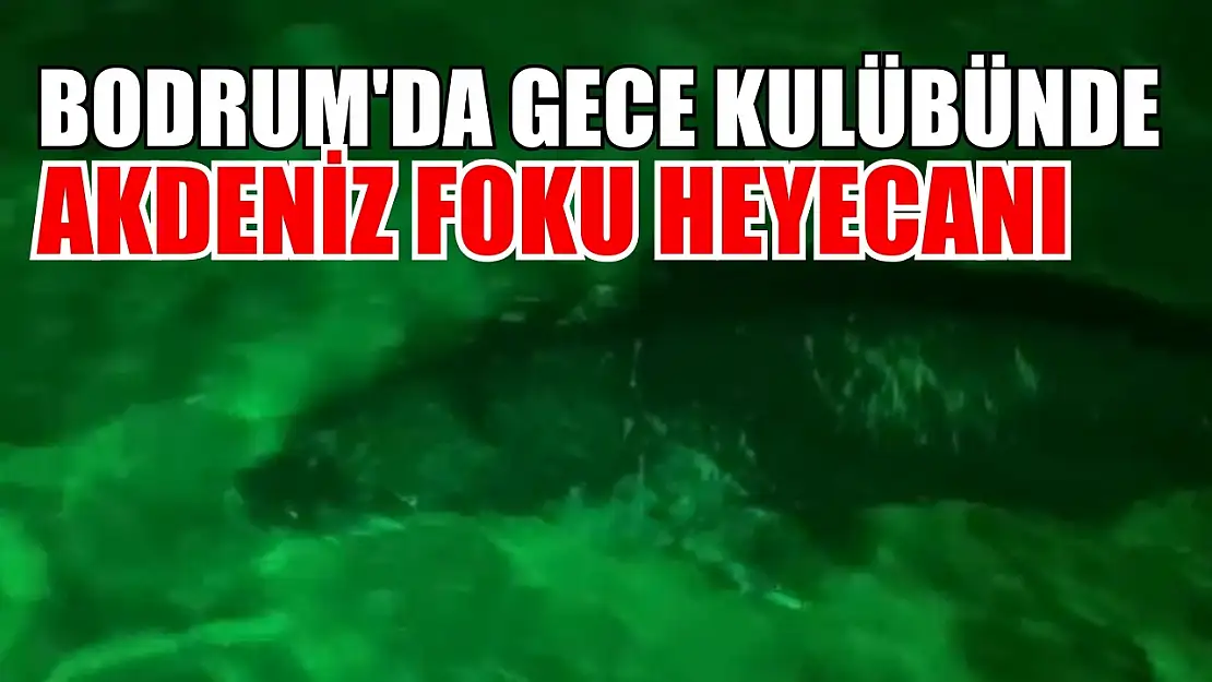 Bodrum'da gece kulübünde Akdeniz foku heyecanı