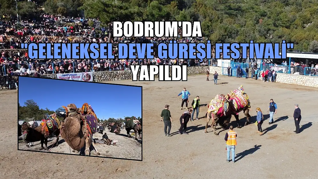 Bodrum'da 'Geleneksel Deve Güreşi Festivali' yapıldı