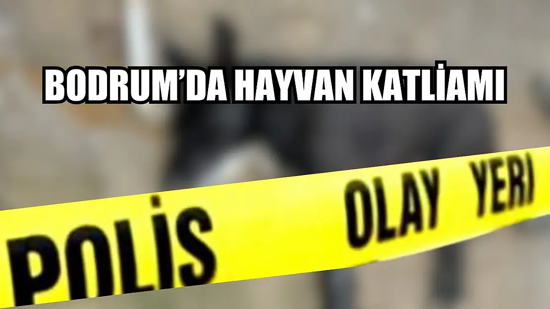 Bodrum'da hayvan katliamı