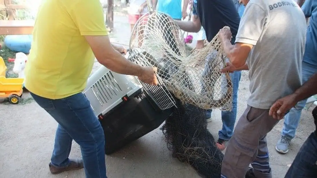 Bodrum'da iguana alarmı