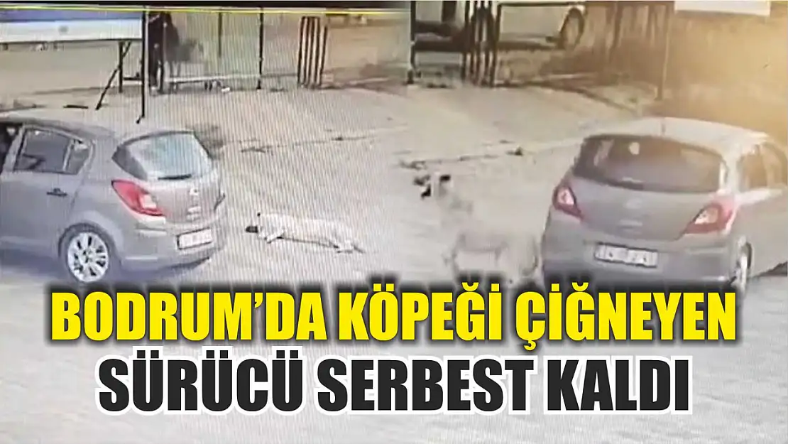 Bodrum'da köpeği çiğneyen sürücü serbest kaldı