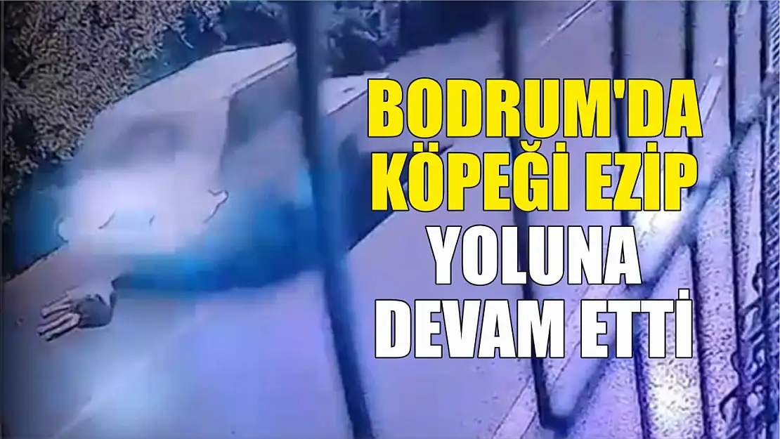 Bodrum'da köpeği ezip yoluna devam etti