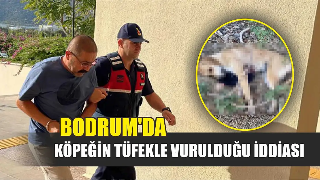 Bodrum'da köpeğin tüfekle vurulduğu iddiası