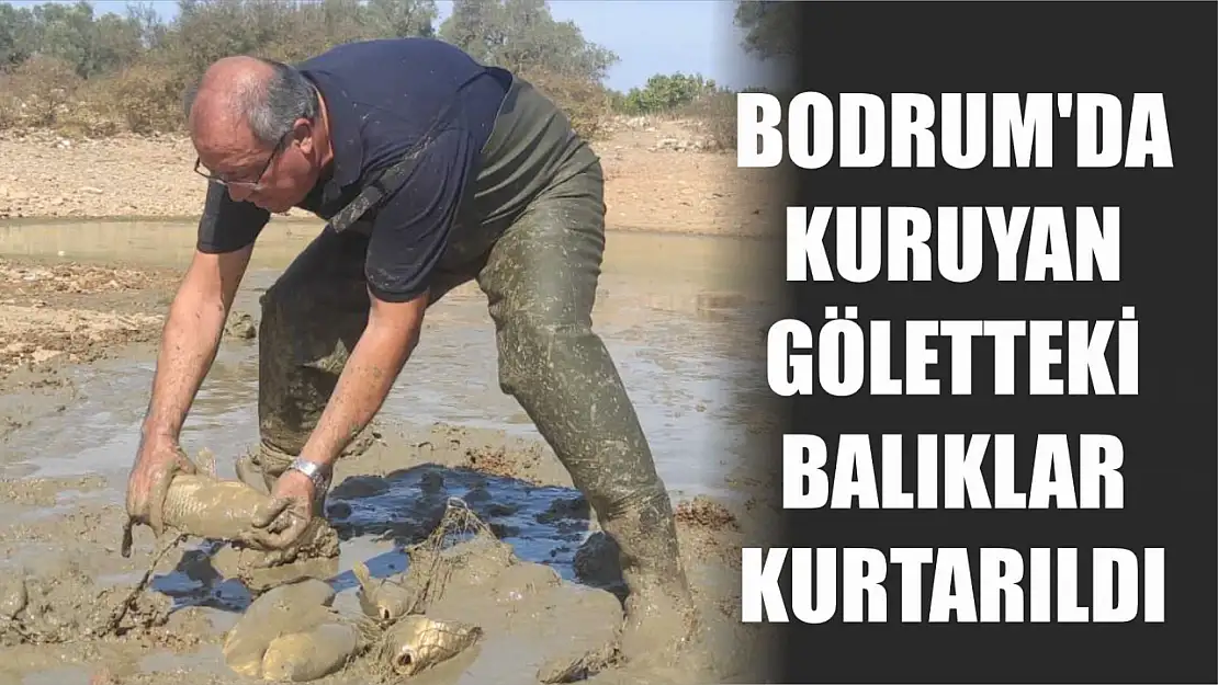 Bodrum'da Kuruyan Göletteki Balıklar Kurtarıldı