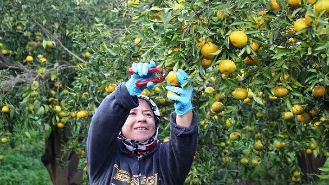 Bodrum'da mandalina hasadı başladı