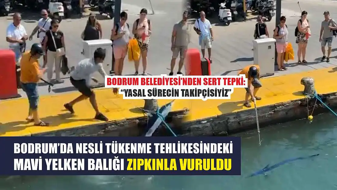 Bodrum'da Nesli Tükenme Tehlikesindeki Mavi Yelken Balığı Zıpkınla Vuruldu