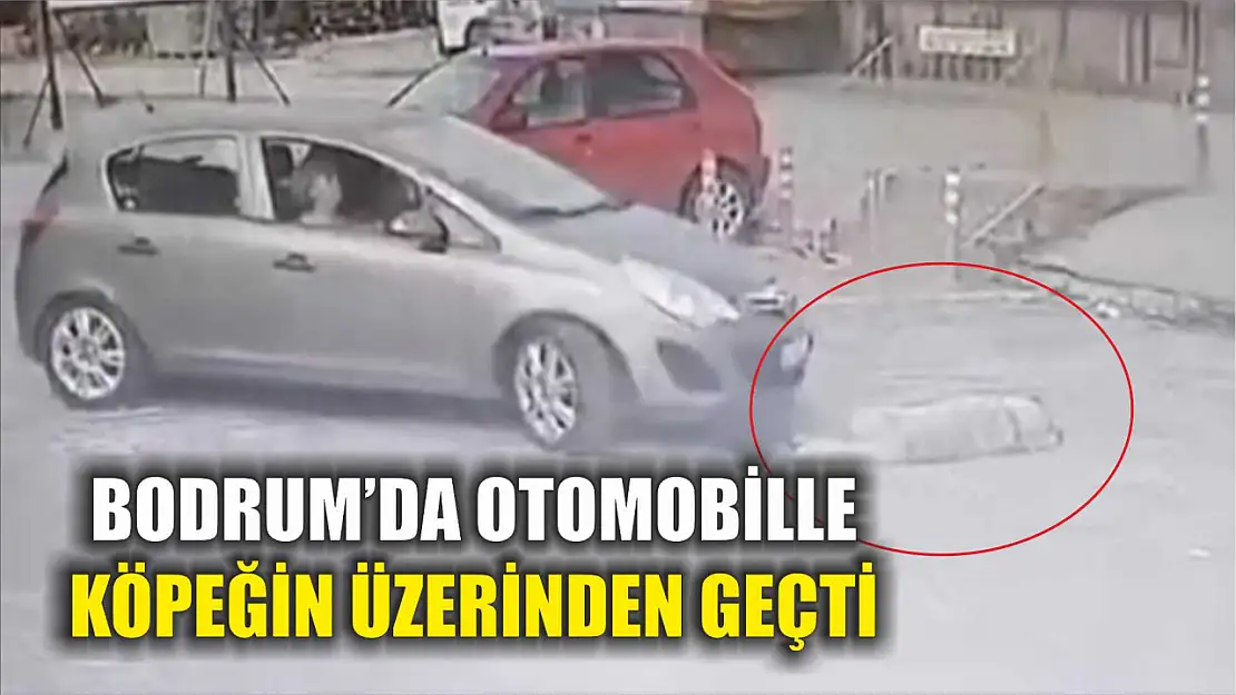 Bodrum'da otomobille köpeğin üzerinden geçti