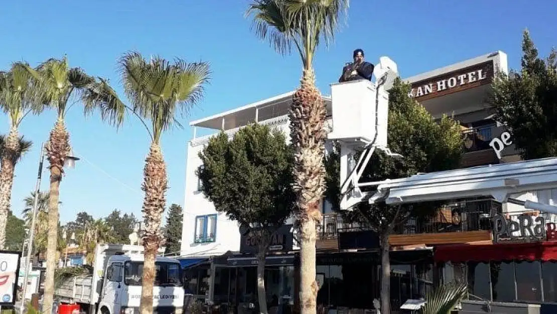 Bodrum'da palmiye ağaçlarına kışlık bakım başladı