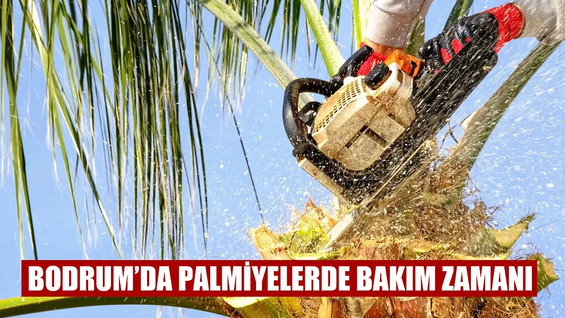 Bodrum'da palmiyelerde bakım zamanı