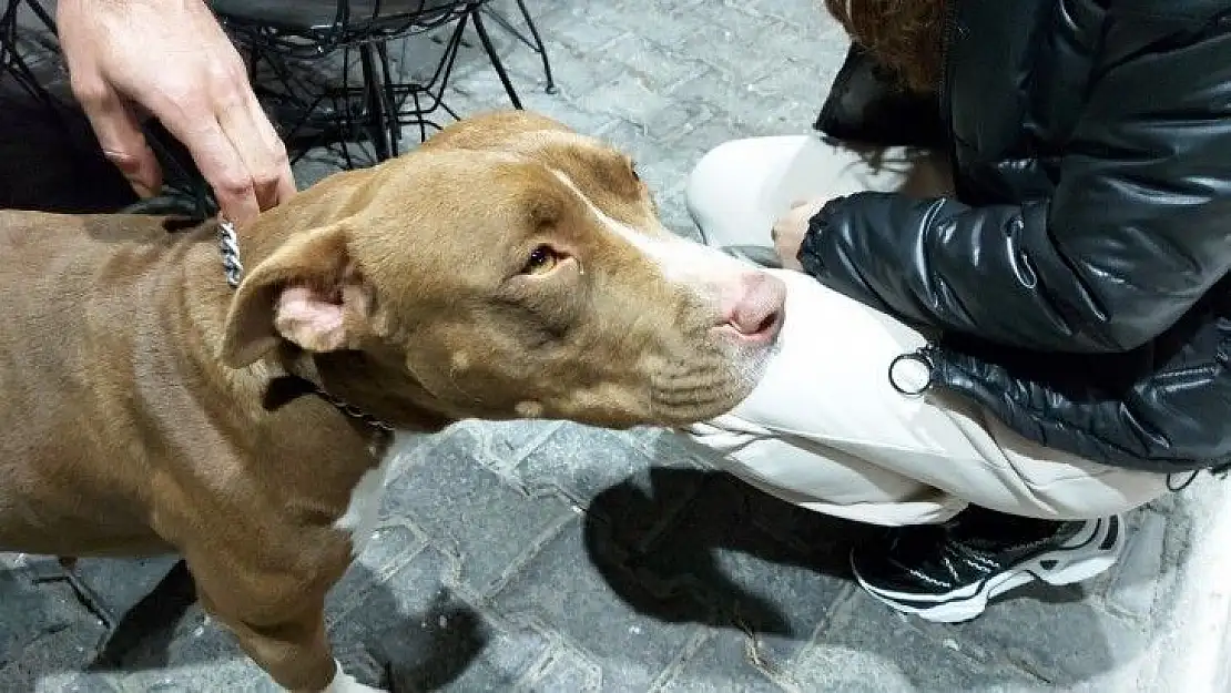 Bodrum'da pitbull saldırısı güvenlik kameralarına yansıdı