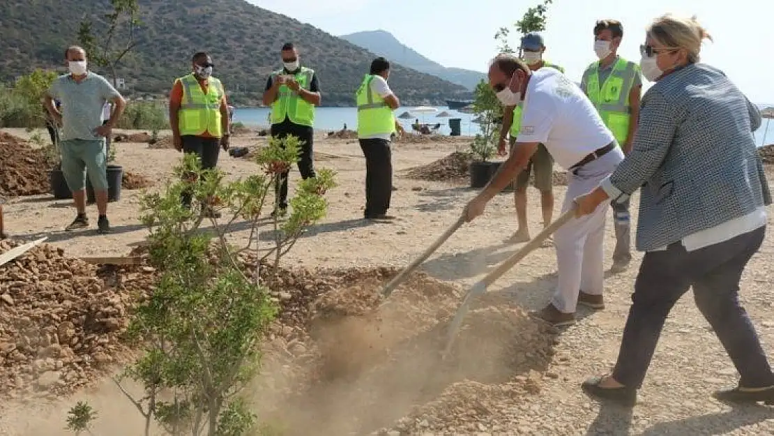 Bodrum'da sahiller ağaçlandırılıyor