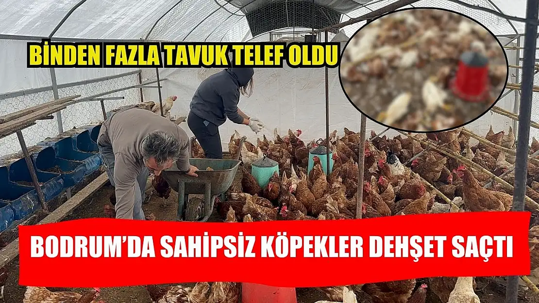 Bodrum'da sahipsiz köpekler dehşet saçtı: Binden fazla tavuk telef oldu