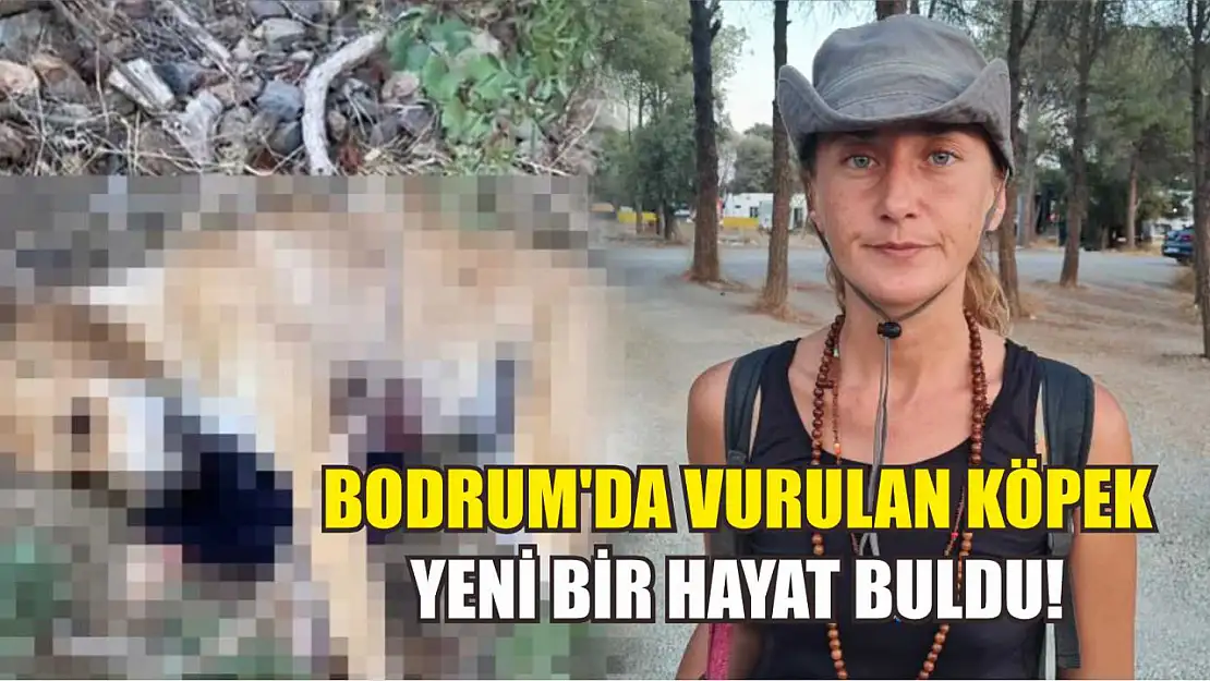 Bodrum'da Vurulan Köpek Yeni Bir Hayat Buldu!