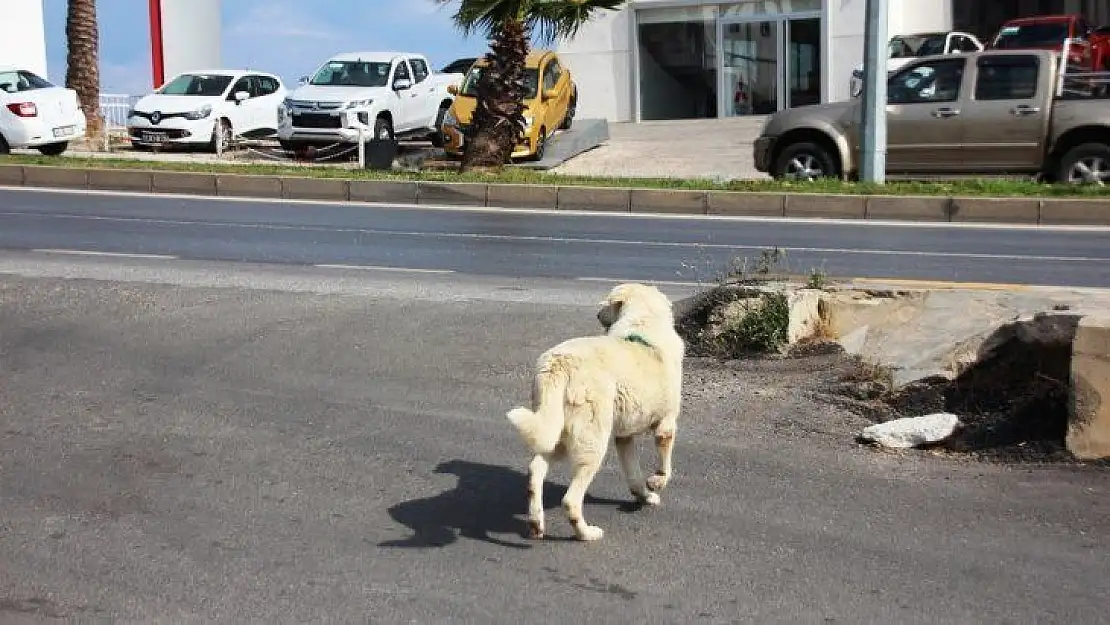 Bodrum'un maskotu 'Trafik'  yeniden görevinin başında