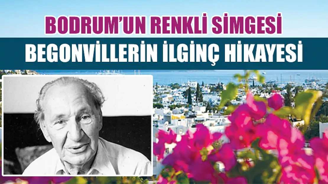 Bodrum'un Renkli Simgesi: Begonvillerin Şehre Gelişinin İlginç Hikayesi