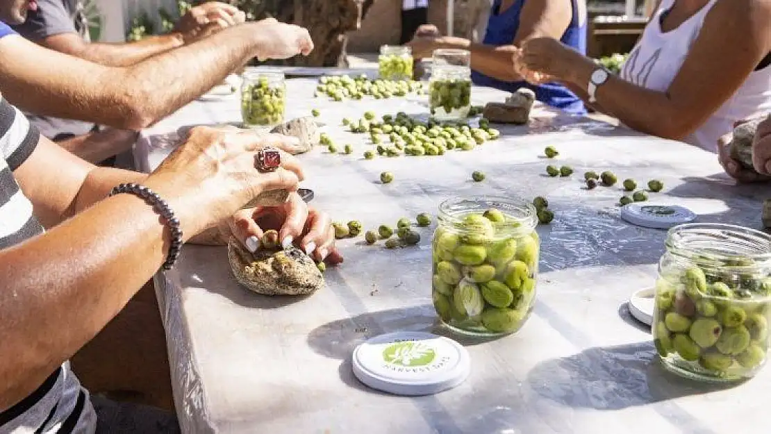 Bodrum'un zeytin hasadı yapıldı