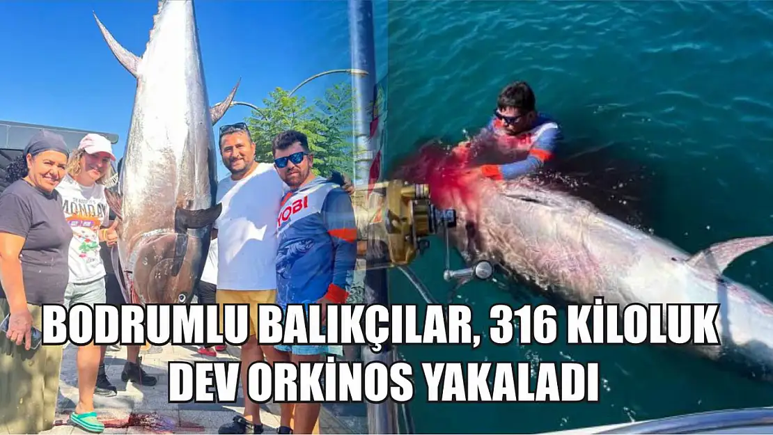 Bodrumlu balıkçılar, 316 kiloluk dev orkinos yakaladı