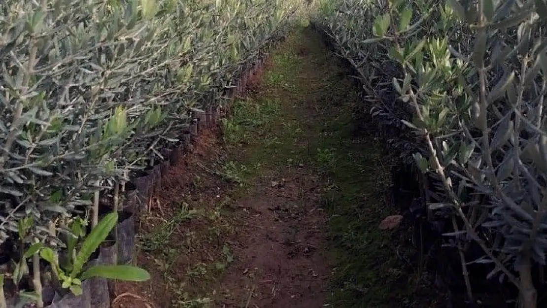 Bodrumlu üreticilerden Gemlik zeytini talebi