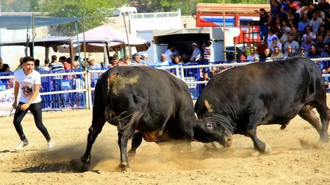 Boğalar 'Muğla Şampiyonası' için arenaya çıktı