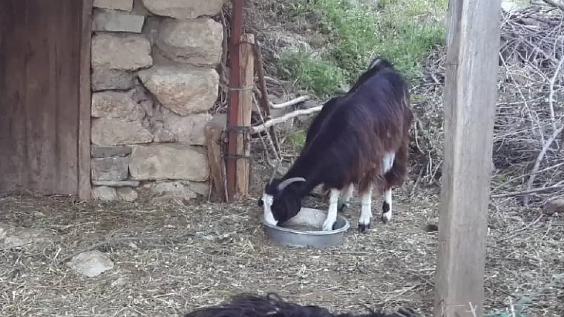 Bölgede kurt saldırıları devam ediyor