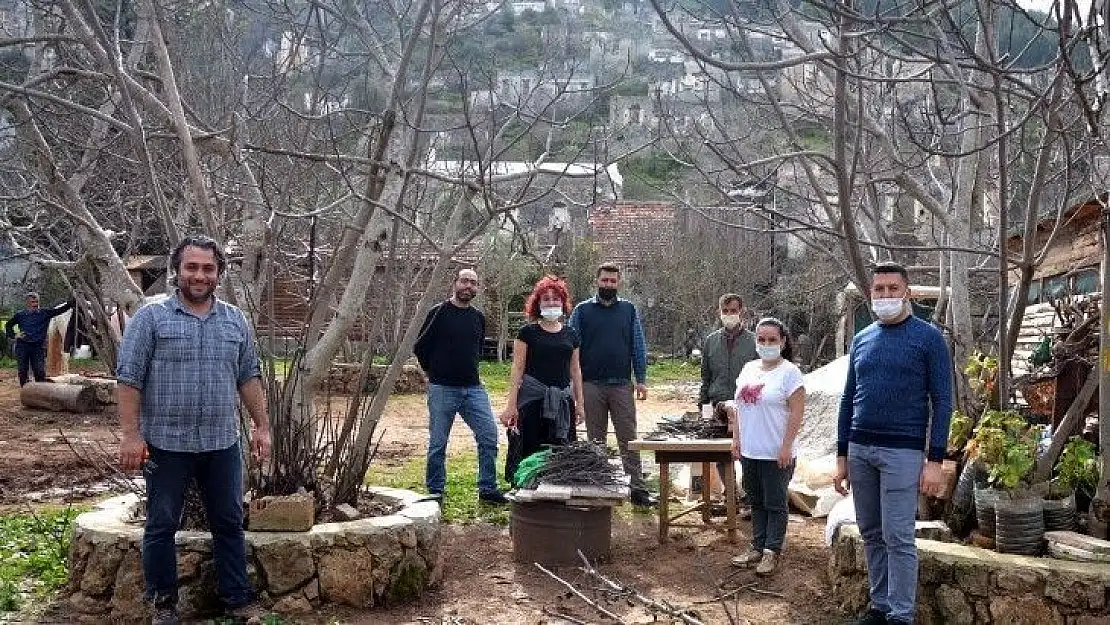 Bölgemizde Fethiye Kaya İnciri üretimi arttırılıyor