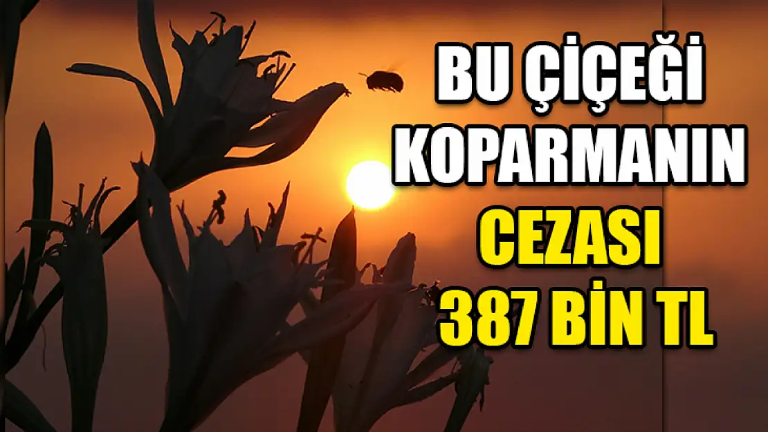 Bu Çiçeği Koparmanın Cezası 387 bin TL