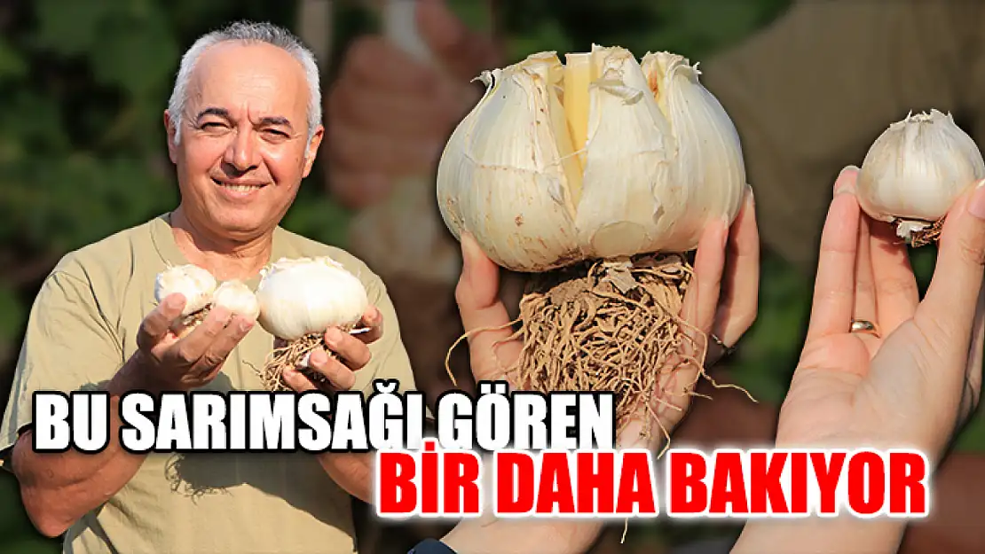 Bu Sarımsağı Gören Bir Daha Bakıyor