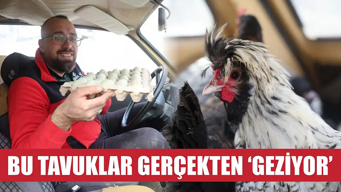 Bu tavuklar gerçekten 'geziyor'