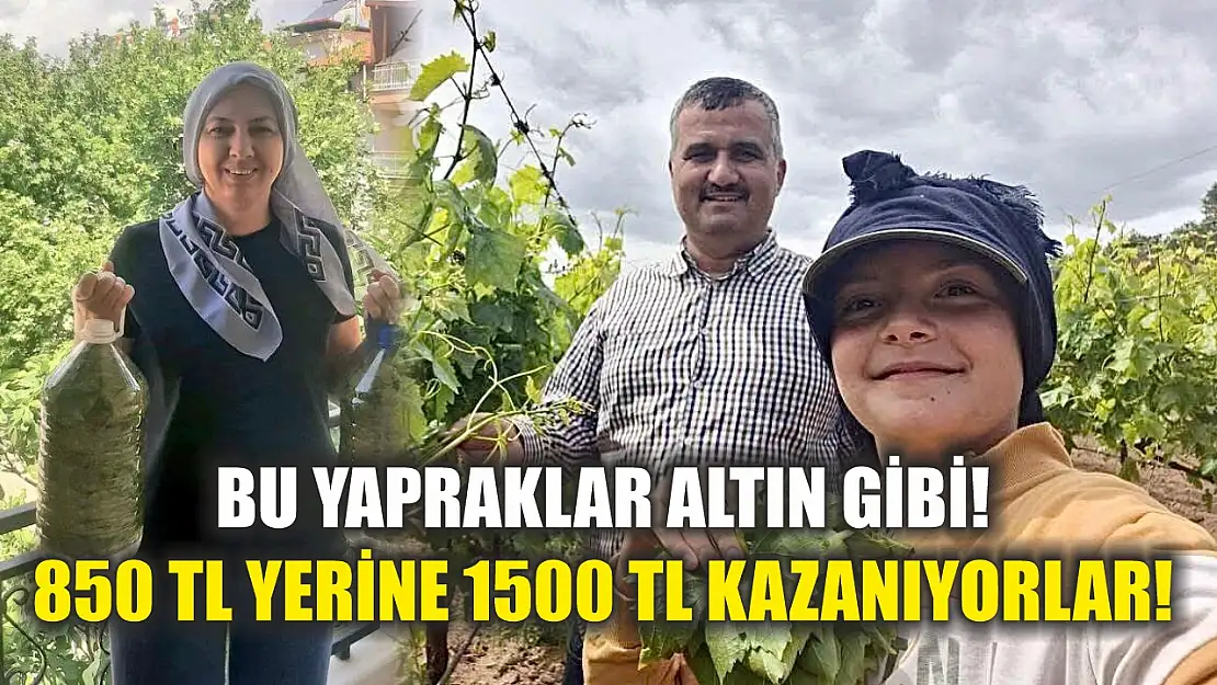 Bu yapraklar altın gibi! 850 TL yerine 1500 TL kazanıyorlar!