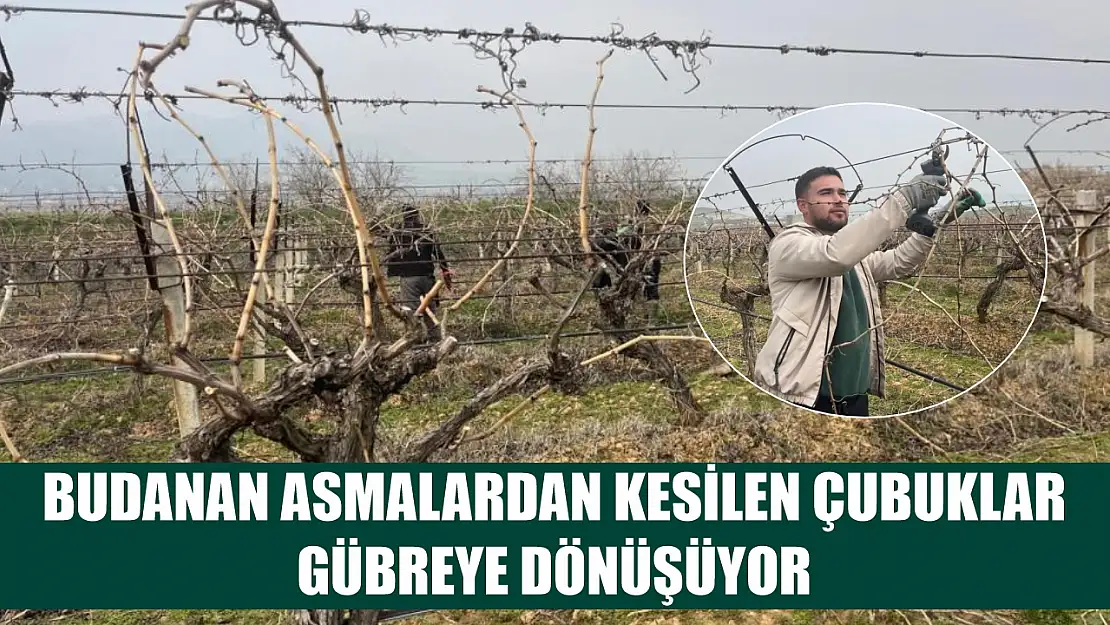 Budanan asmalardan kesilen çubuklar gübreye dönüşüyor