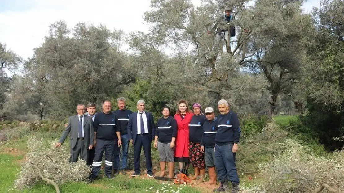 Budanan zeytin ağaçları, ihtiyaç sahiplerinin yüzünü güldürecek