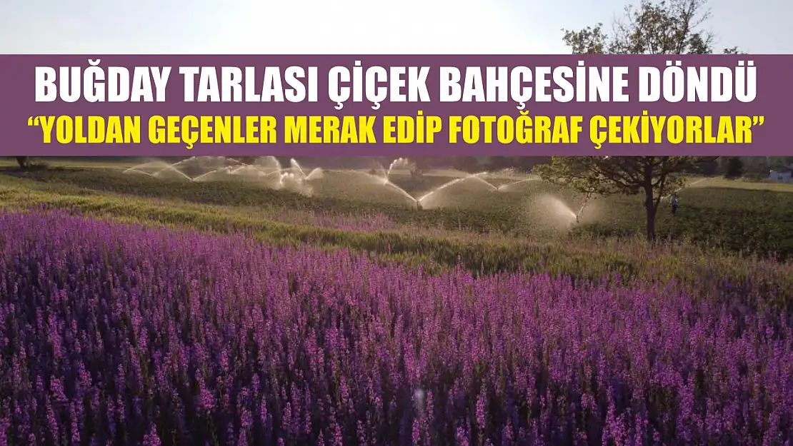 Buğday tarlası çiçek bahçesine döndü: 'Yoldan geçenler merak edip fotoğraf çekiyorlar'