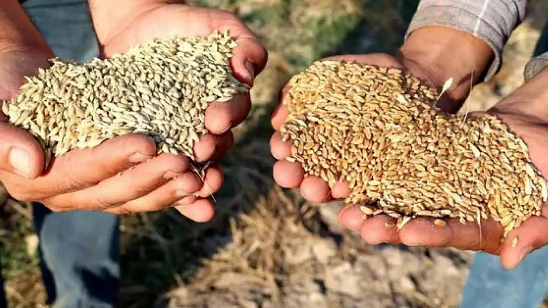 Buğday ve Arpa fiyatları ne kadar oldu?