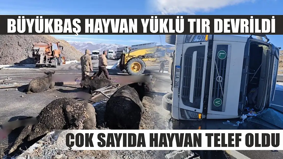 Büyükbaş hayvan yüklü tır devrildi: Çok sayıda hayvan telef oldu