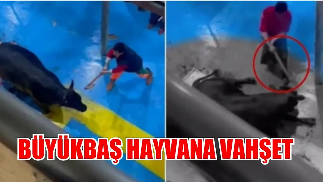 Büyükbaş hayvana vahşet, 5 kişi gözaltına alındı