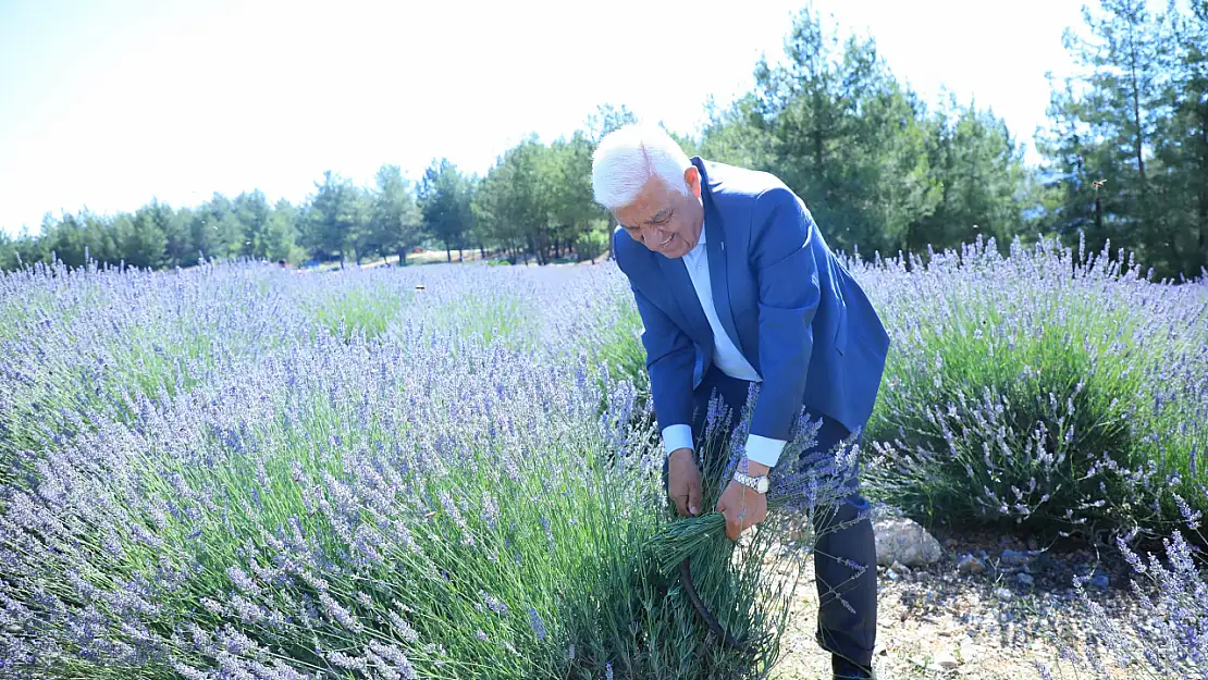 Büyükşehir Koku Vadisi'nde Lavanta Şenliği Düzenliyor