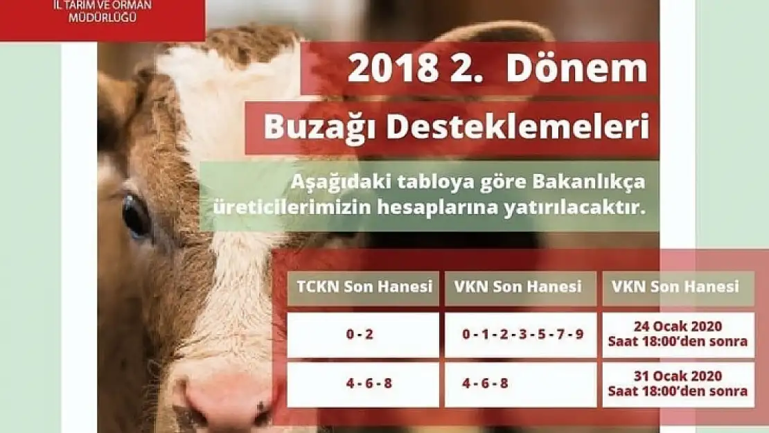 Buzağı Destekleri ödemeleri başlıyor