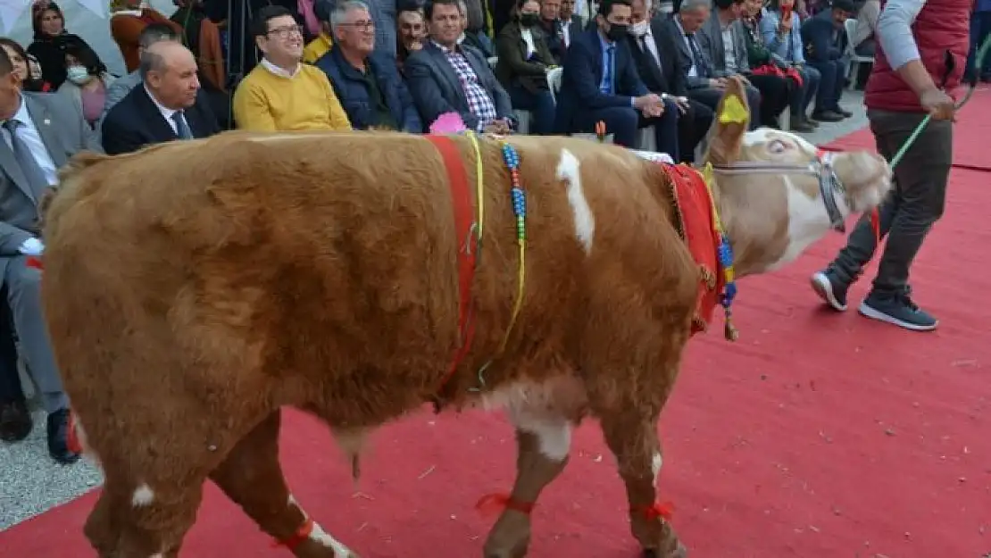 Buzağılar güzellik için podyumdaydı